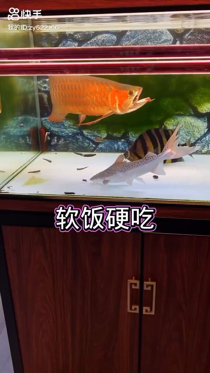 側(cè)燈第三個(gè)月 觀賞魚論壇