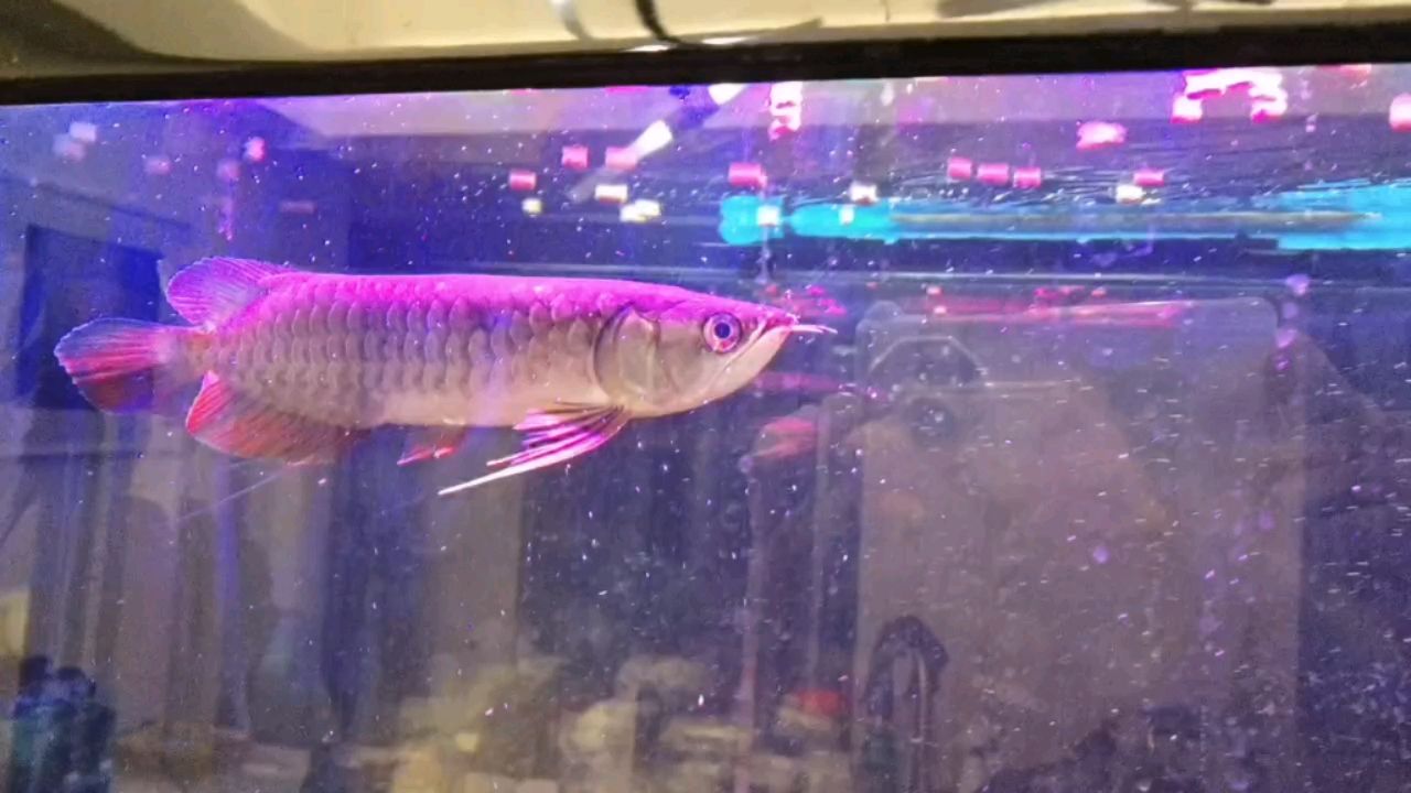 新入缸的龍魚20cm+，入缸一周多了，餓了三天開始喂，喂各種吃的都是這種嚼嚼吐，不管是蝦仁，蝦干，魚肉，龍魚糧，一直這樣，搶吃的很快但是嚼嚼吐了，[daku]怎么辦啊 觀賞魚論壇 第1張