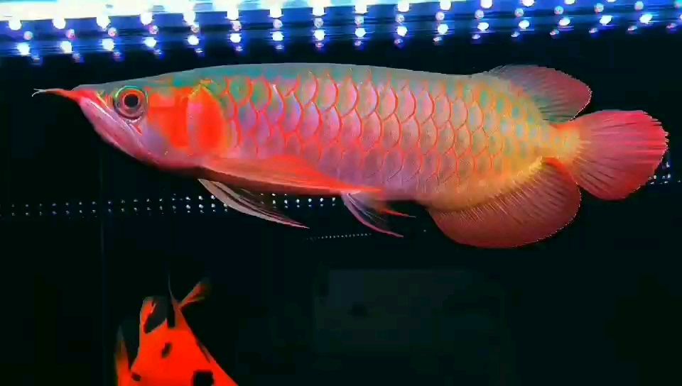 36CM辣椒紅龍魚(yú) 觀賞魚(yú)論壇