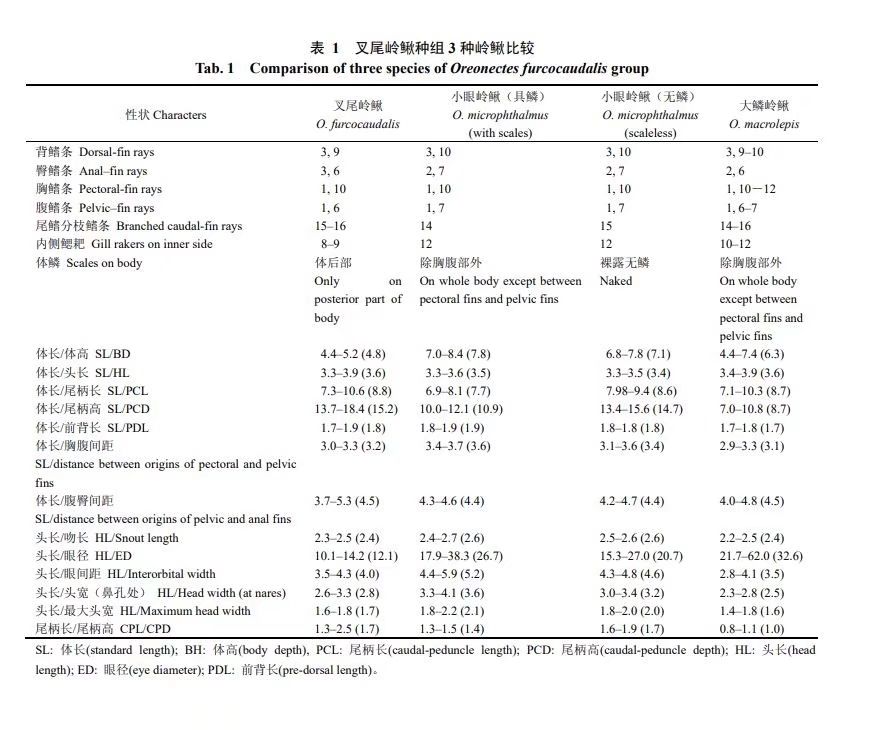 僅見(jiàn)于廣西的“小眼嶺鰍” 觀賞魚(yú)論壇 第2張