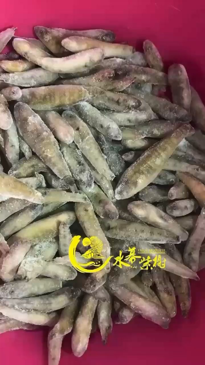 建議食物 吃多少化多少 觀賞魚論壇