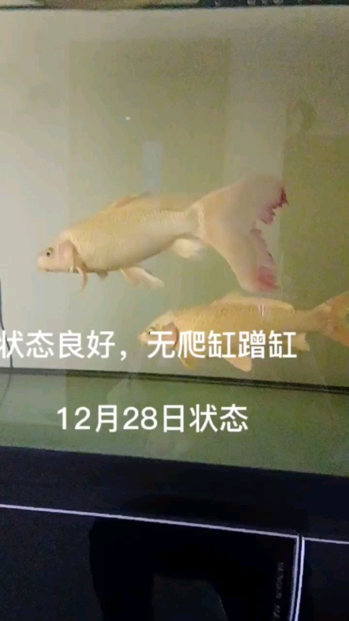 手賤買魚(yú)致使交叉感染后，老缸四年多的兩老炮正在加溫26度，千三加鹽恢復(fù)中，目前第三天，尾鰭充血快褪完了， 觀賞魚(yú)論壇