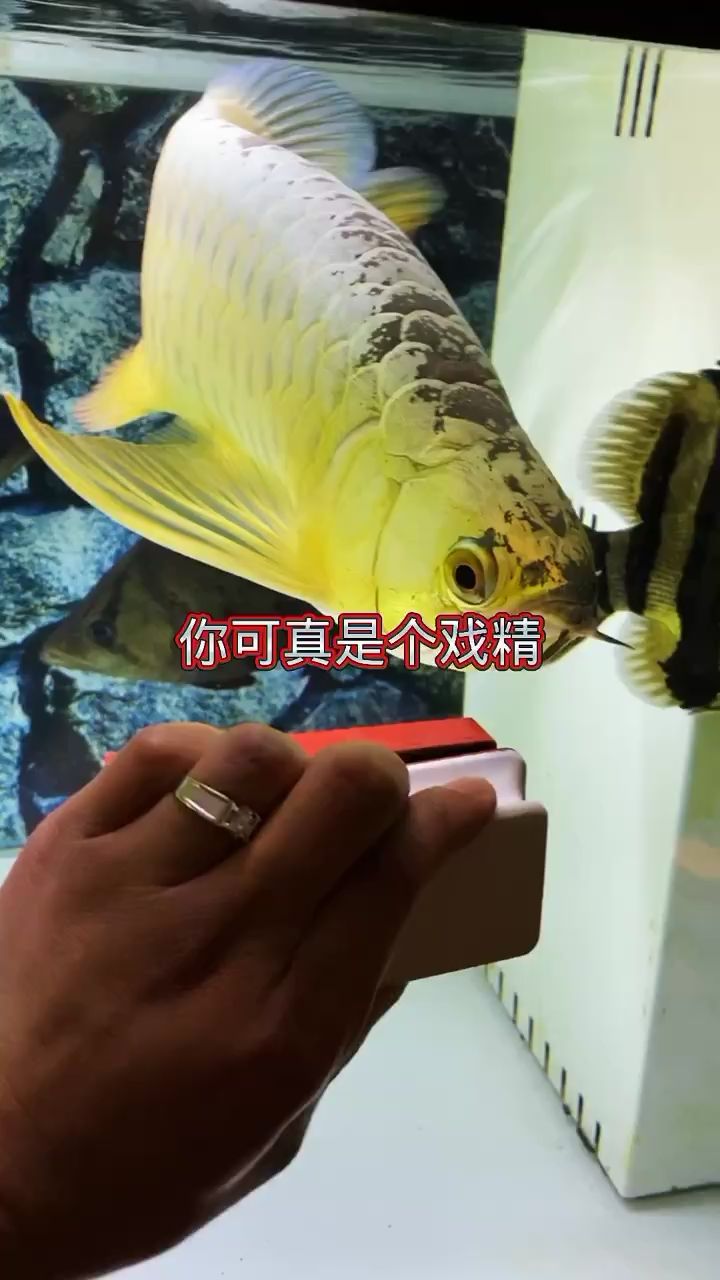 喜歡被磨擦呀 觀賞魚論壇