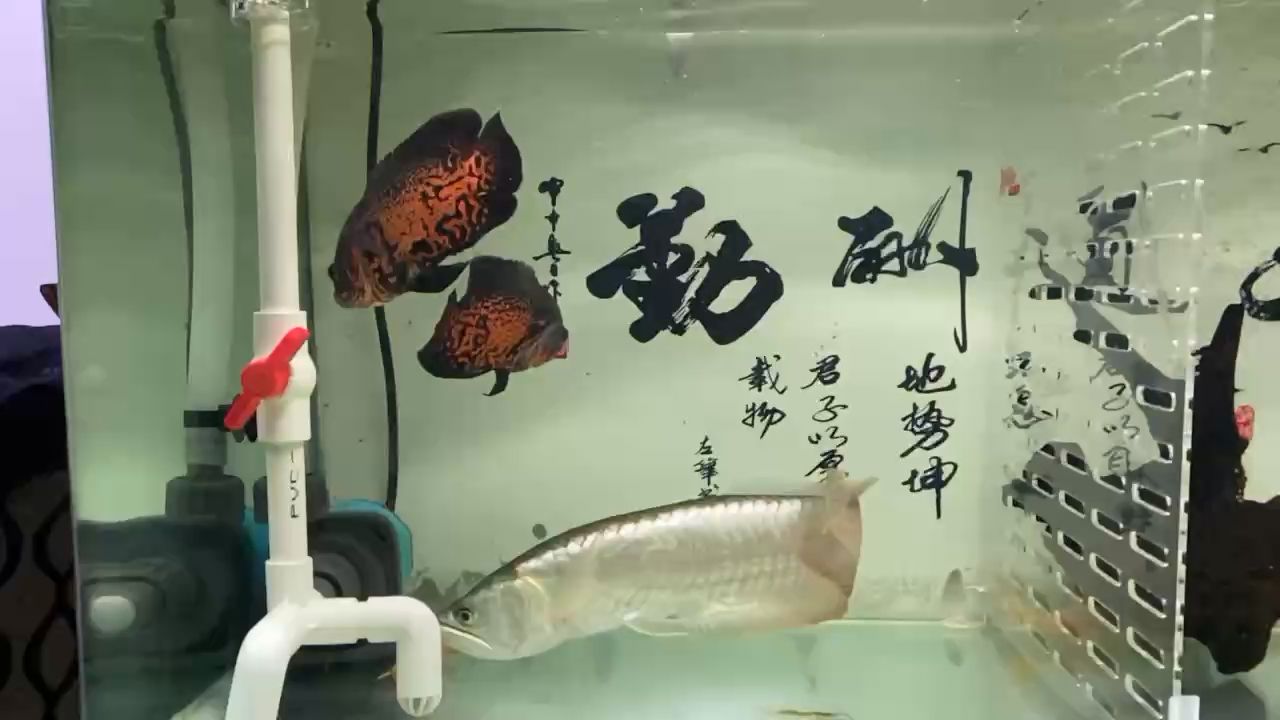 霸氣捕捉 觀賞魚論壇