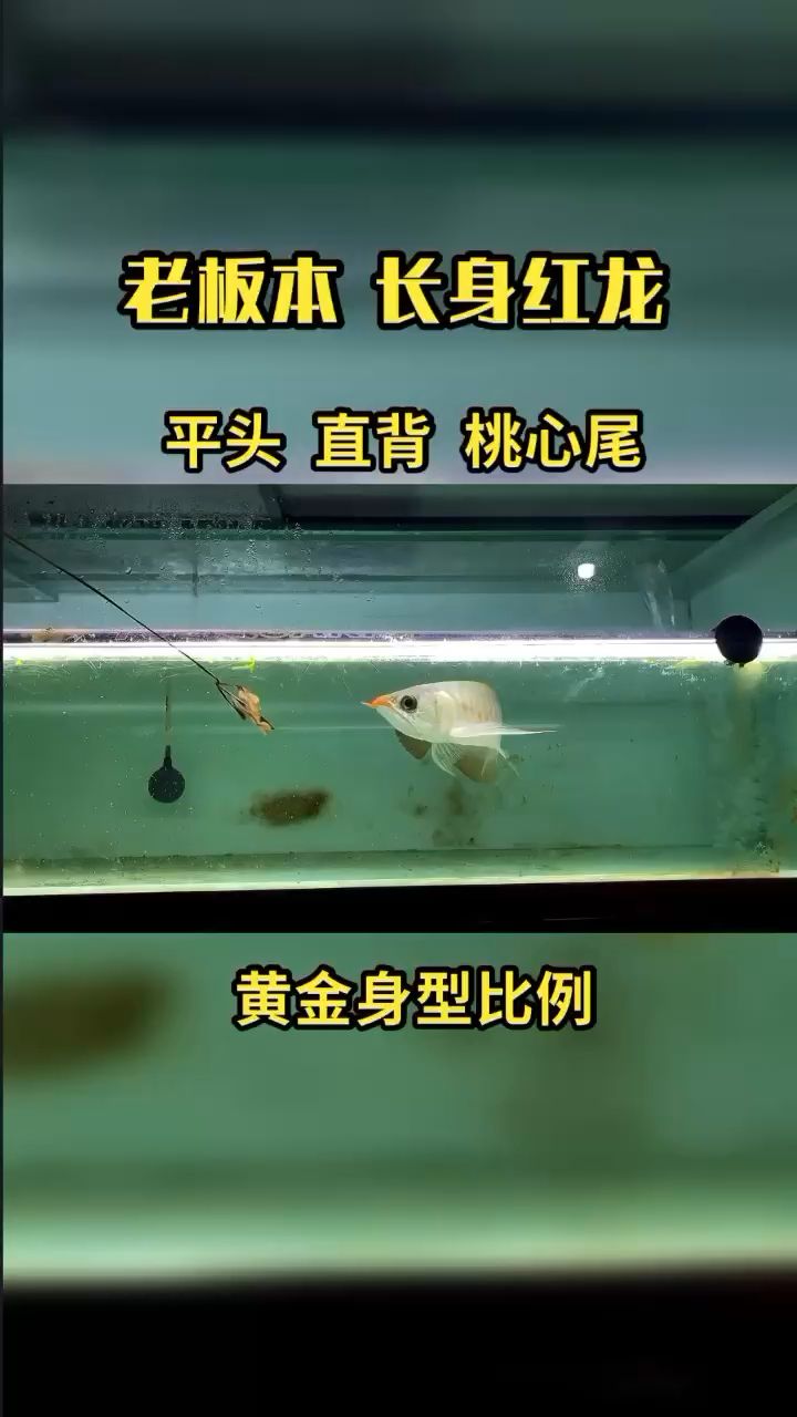 不爛大街的紅龍 觀賞魚(yú)論壇