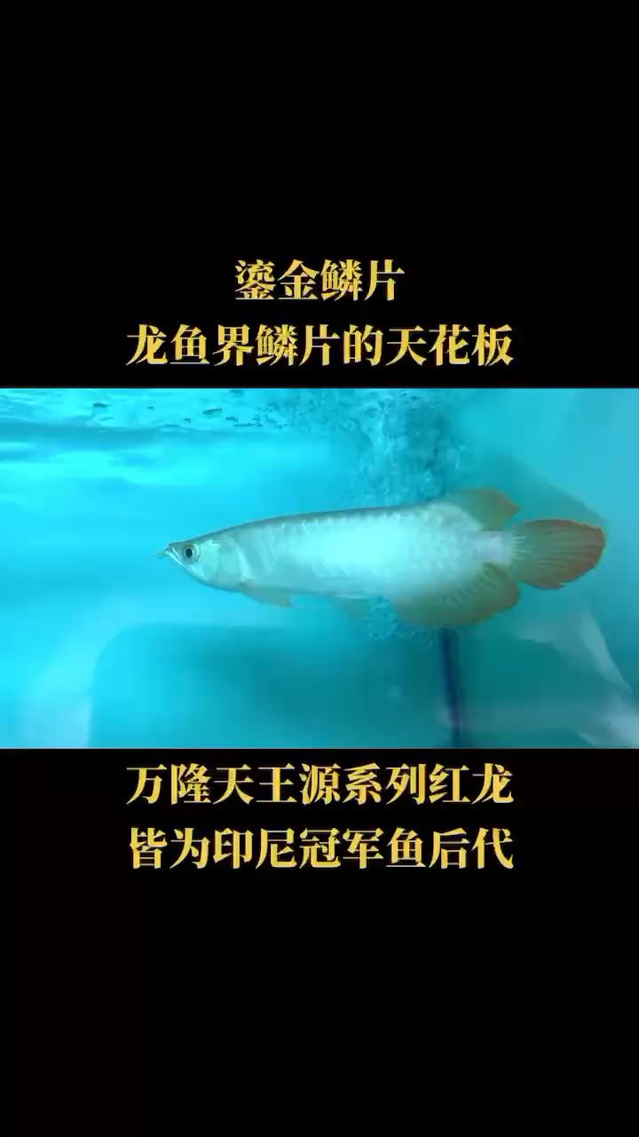 微店同步：18620905956 觀賞魚(yú)論壇