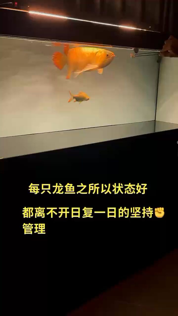 賽級(jí)老炮頭 觀賞魚(yú)論壇