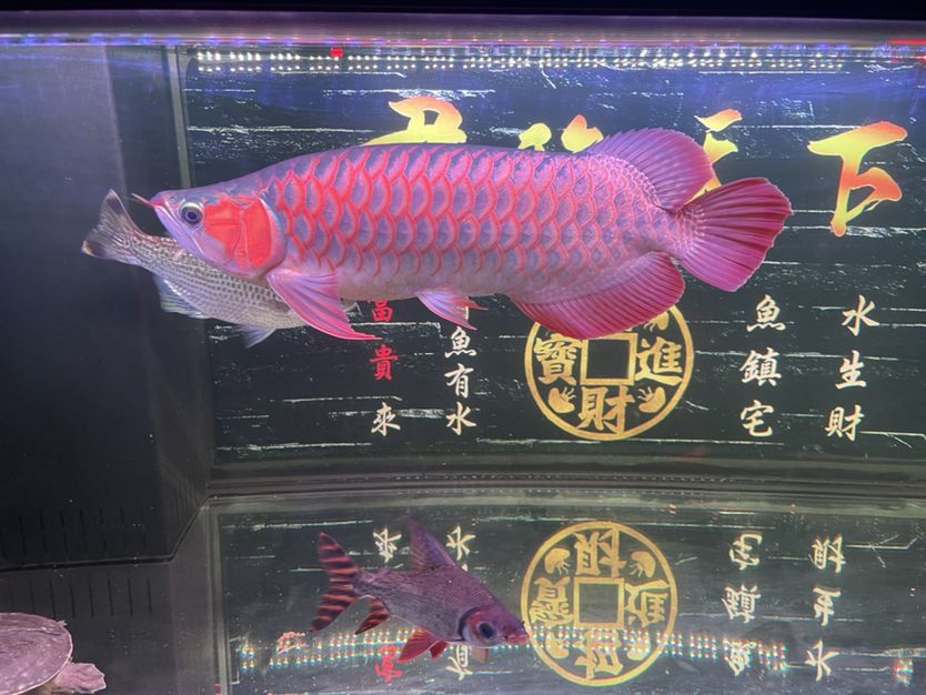 五個月 觀賞魚論壇