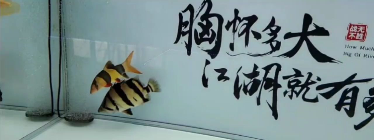 先來(lái)個(gè)練練手吧[cahan] 觀賞魚(yú)論壇