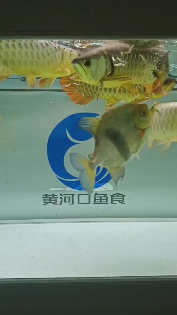 深圳哪里有水族批發(fā)市場賣海鮮（深圳哪里有水族批發(fā)市場賣海鮮的）