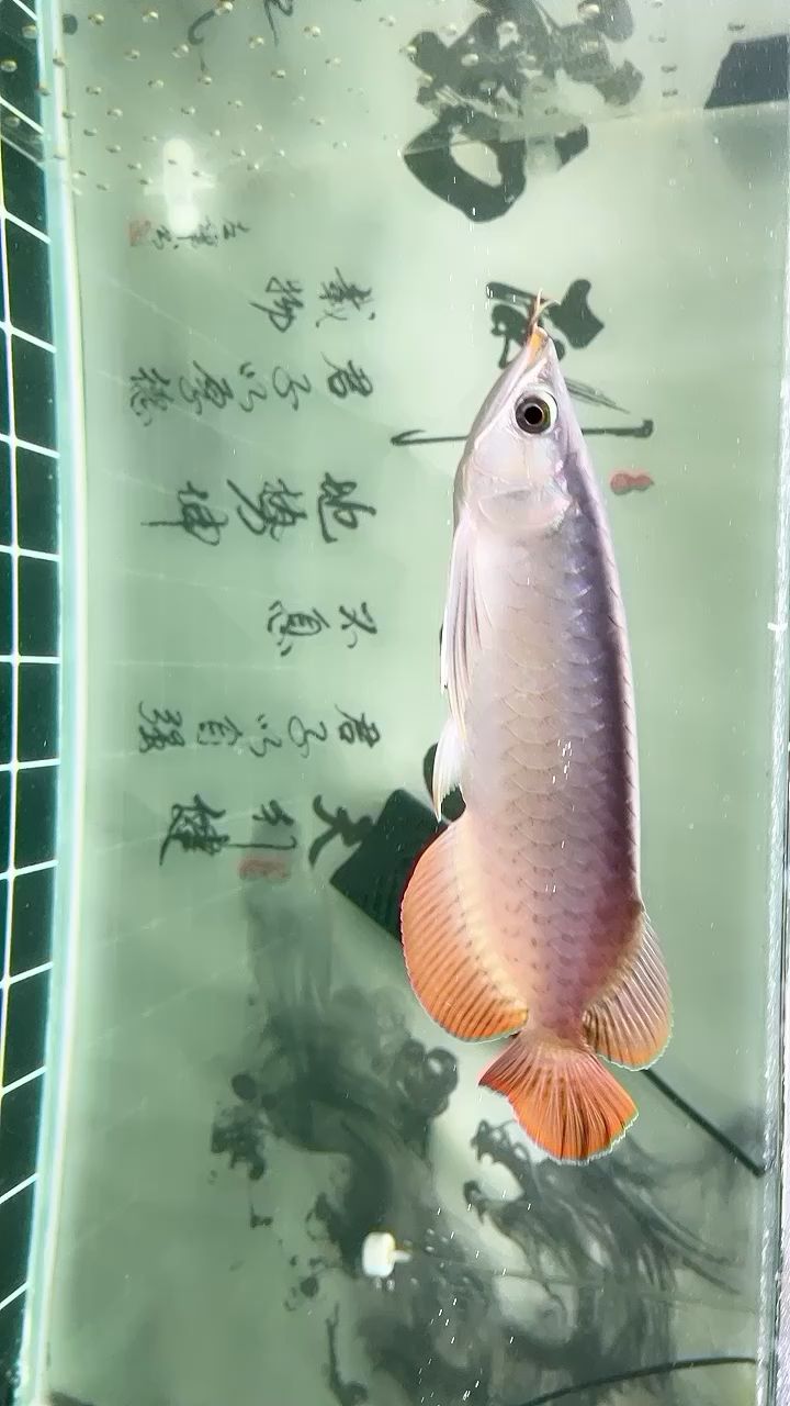 到家第6天 觀賞魚論壇