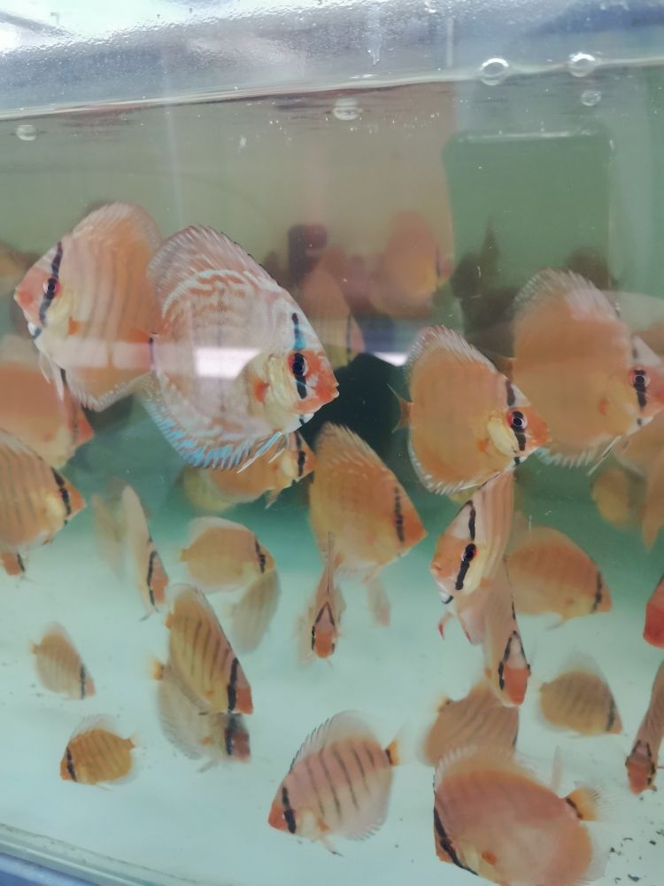 水管改魚缸過濾器好嗎：魚缸過濾器排行榜前十名 金老虎魚