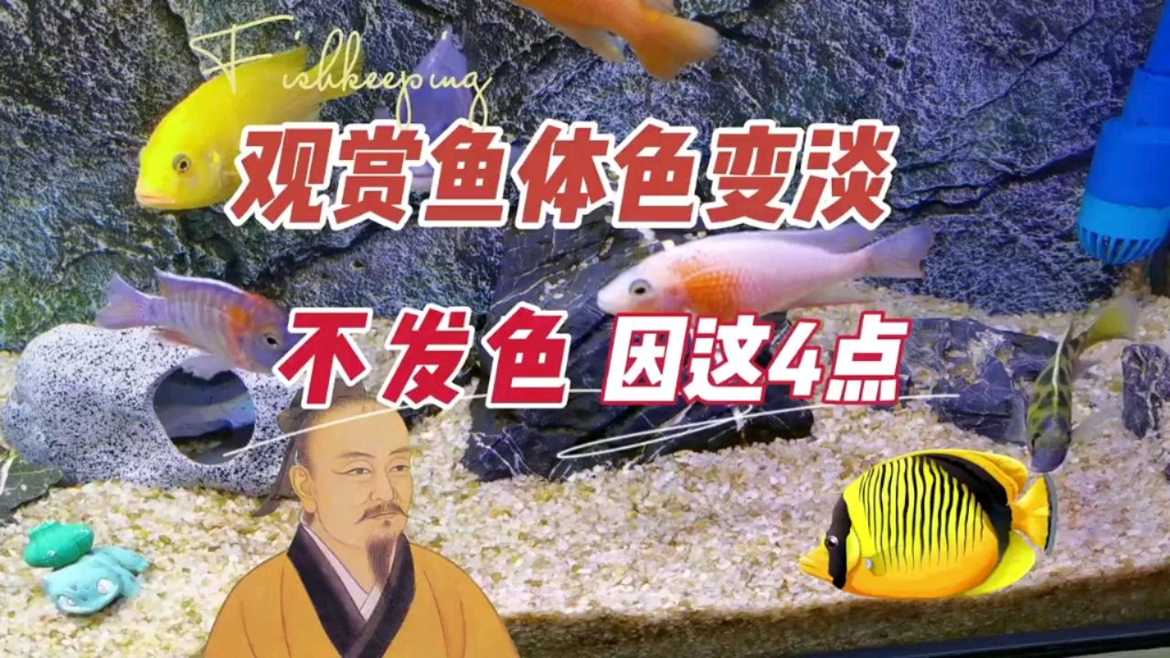 觀賞魚體色變淡變淺，不發(fā)色可能是因為 觀賞魚論壇