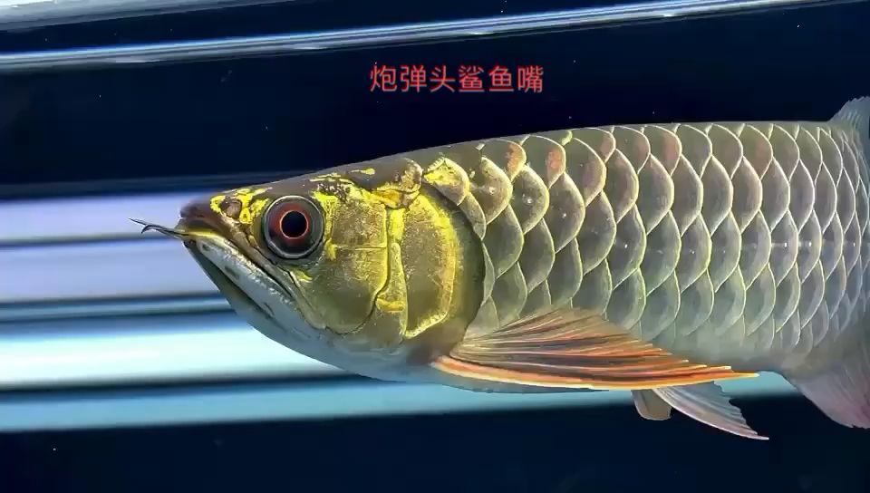 【炮彈頭·鯊魚嘴】 觀賞魚論壇