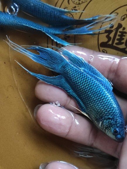 這魚可以做龍魚的新配魚嗎？ 觀賞魚論壇 第2張