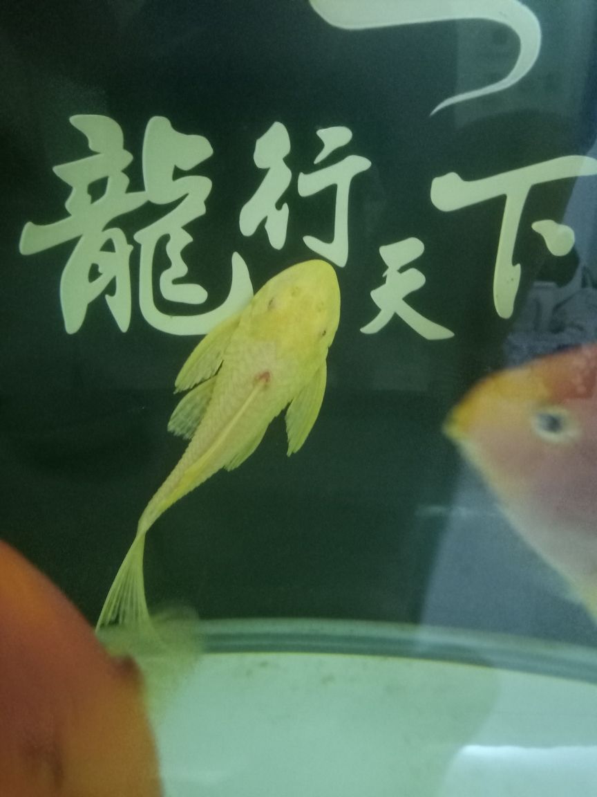 女王大帆背鰭根的位置紅了 觀賞魚論壇