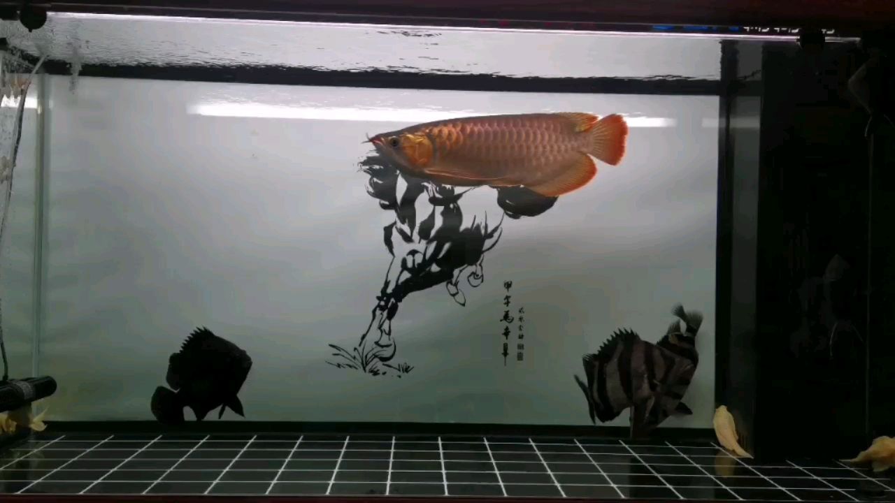 欽州哪里有魚缸賣的地方啊圖片的簡單介紹 觀賞魚論壇