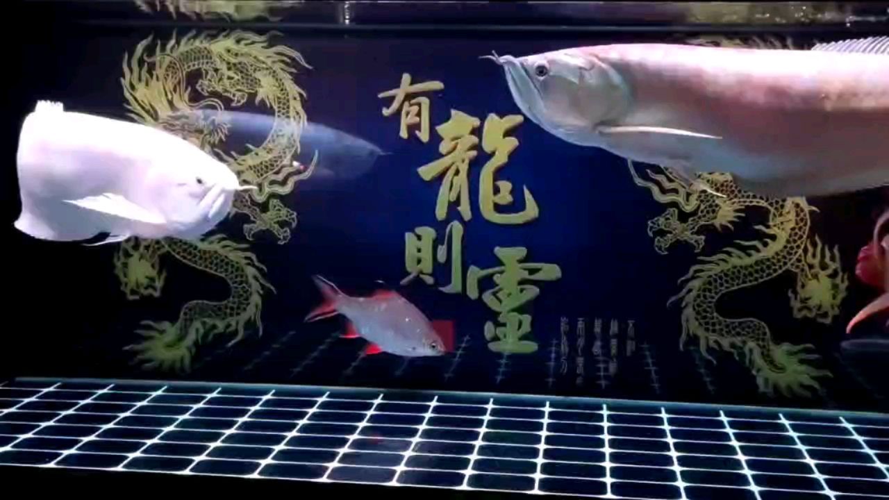 雪龍魚是可遇而不可求，我這黑缸里的雪龍魚，體態(tài)完美，游姿美麗，真是極品??！ 觀賞魚論壇 第1張