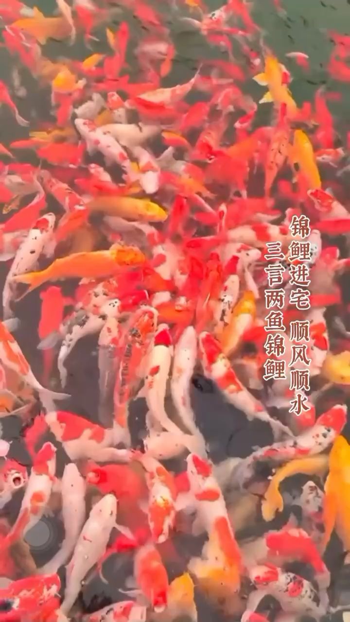 許愿錦鯉，紅紅火火 觀賞魚論壇