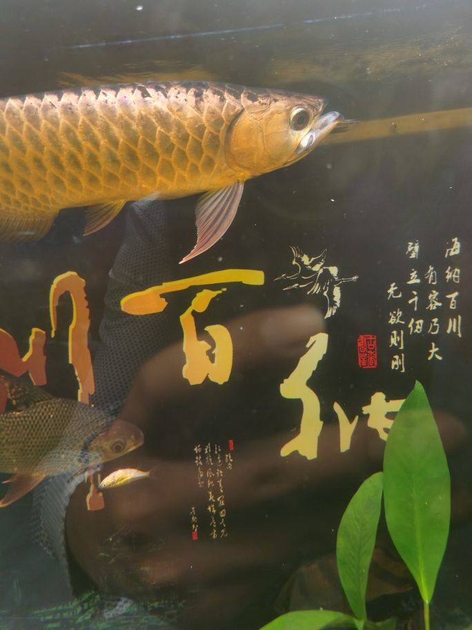 吃鰱魚 觀賞魚論壇 第2張