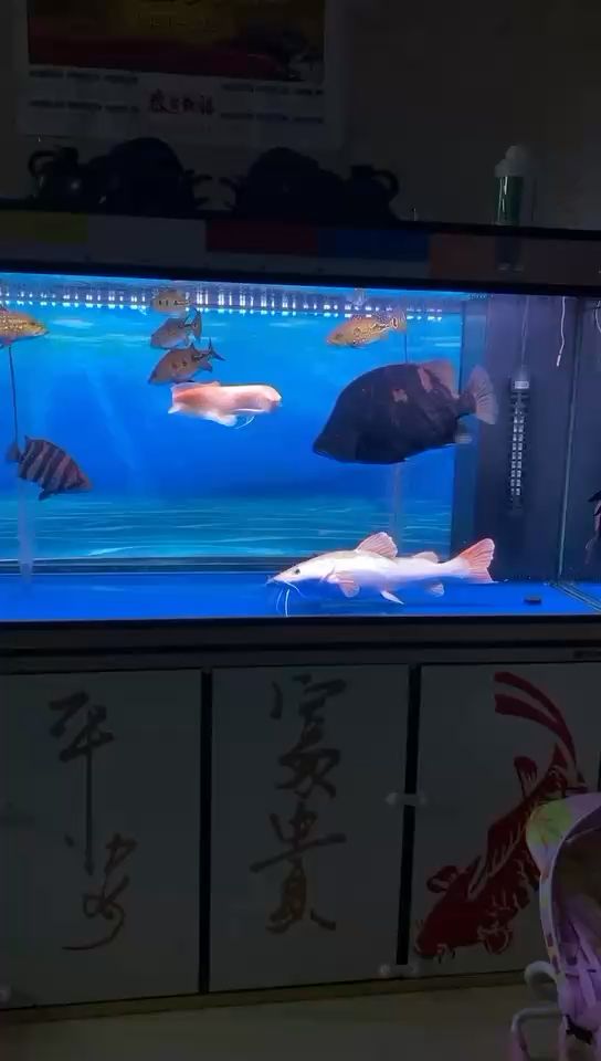 三 觀賞魚論壇