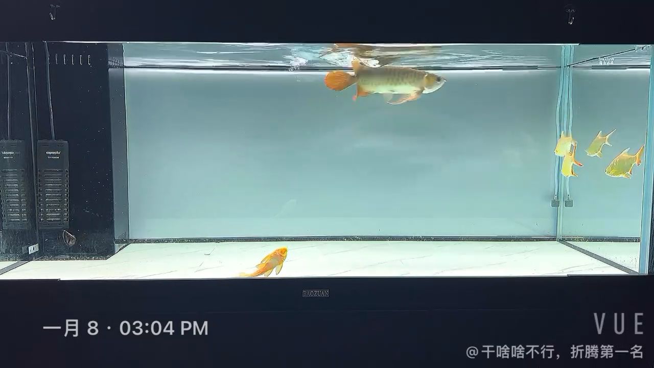 換個視角 觀賞魚論壇