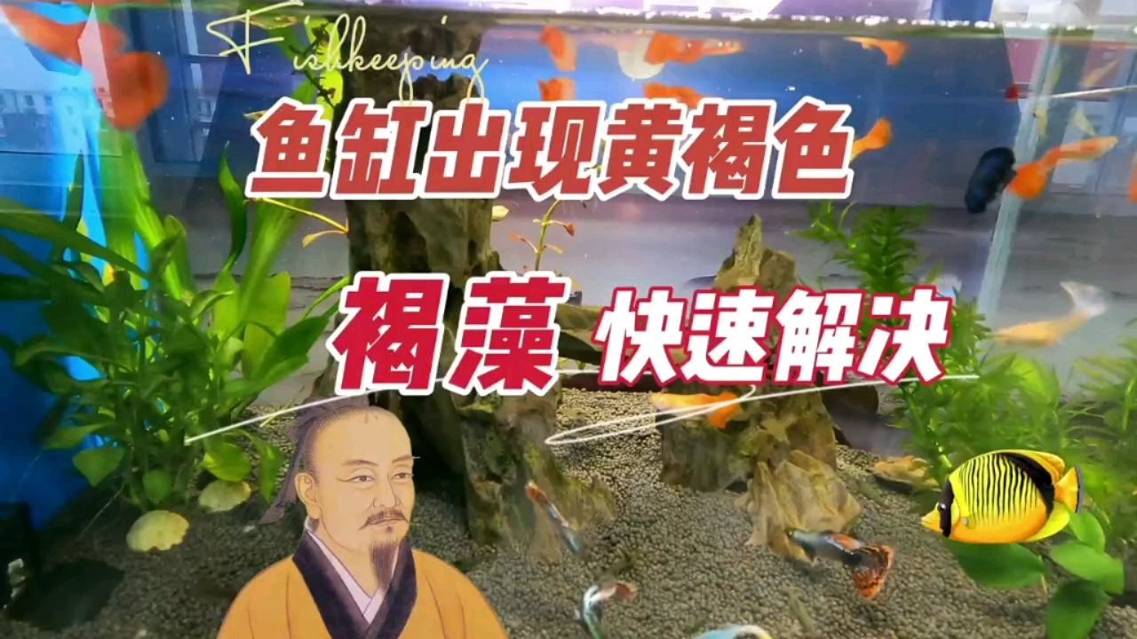 魚缸出現(xiàn)黃褐色生銹一樣，快速解決褐藻 觀賞魚論壇