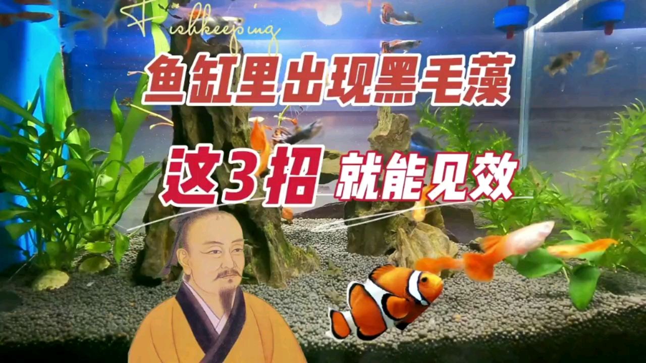 魚缸里出現(xiàn)了黑毛藻，一般這3種方法 觀賞魚論壇