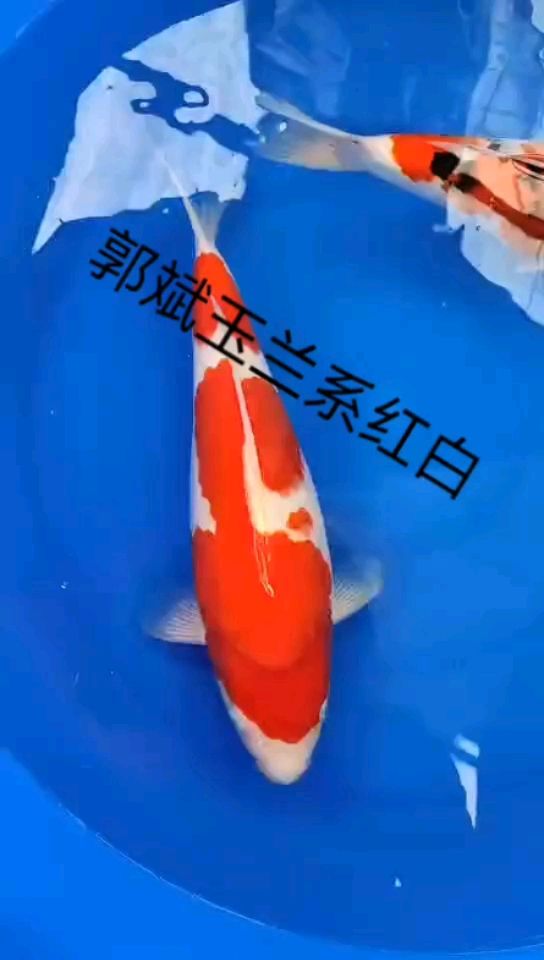 大家喜歡嗎？ 觀賞魚論壇