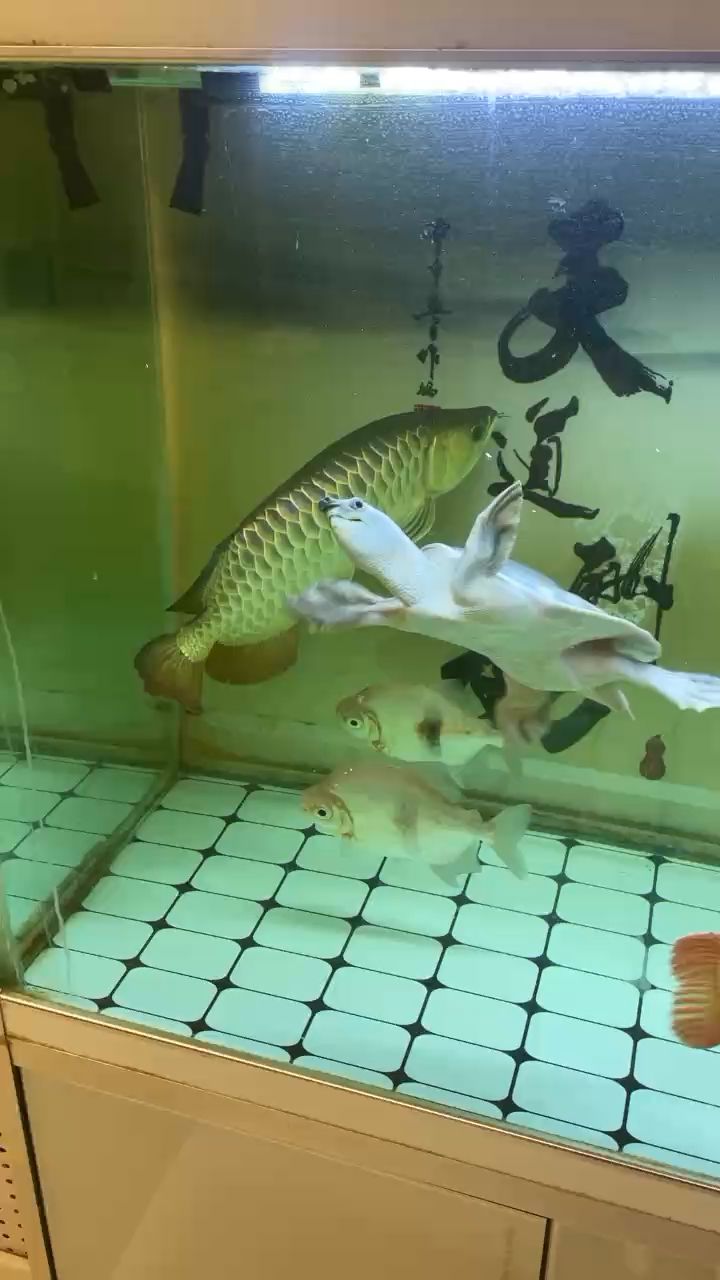 龍魚兩個(gè)月沒吃飯了 觀賞魚論壇