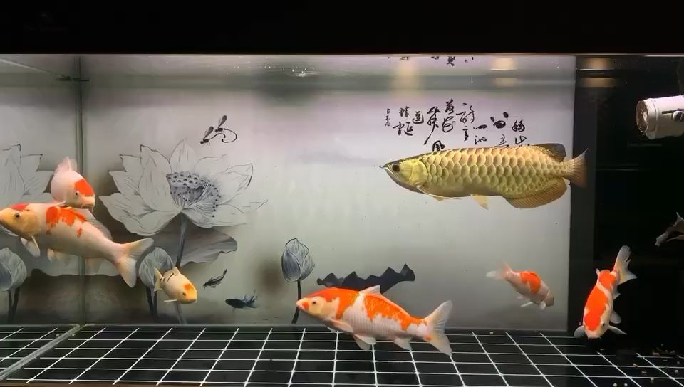 夜深人靜之后的閑 觀賞魚論壇 第1張