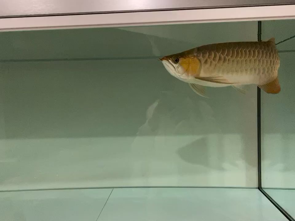 這魚還能賣錢不？ 觀賞魚論壇