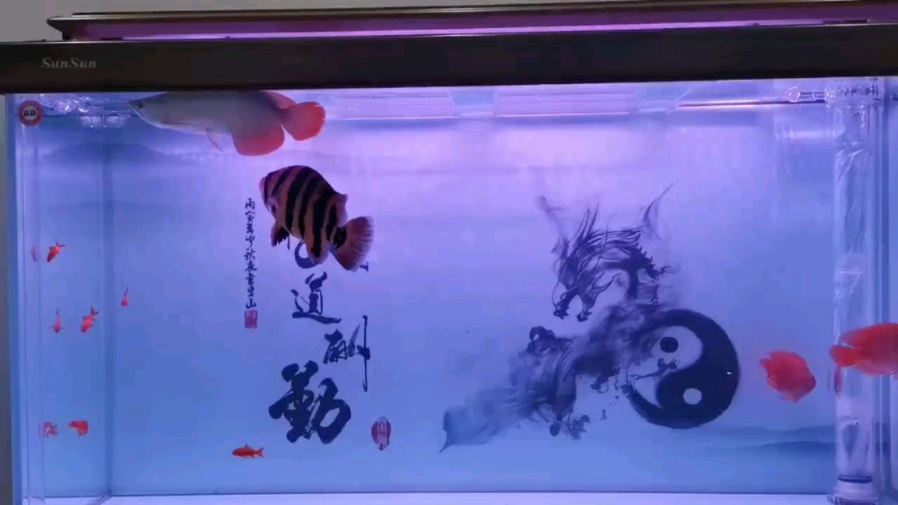 請各位大神幫我看看 觀賞魚論壇 第1張