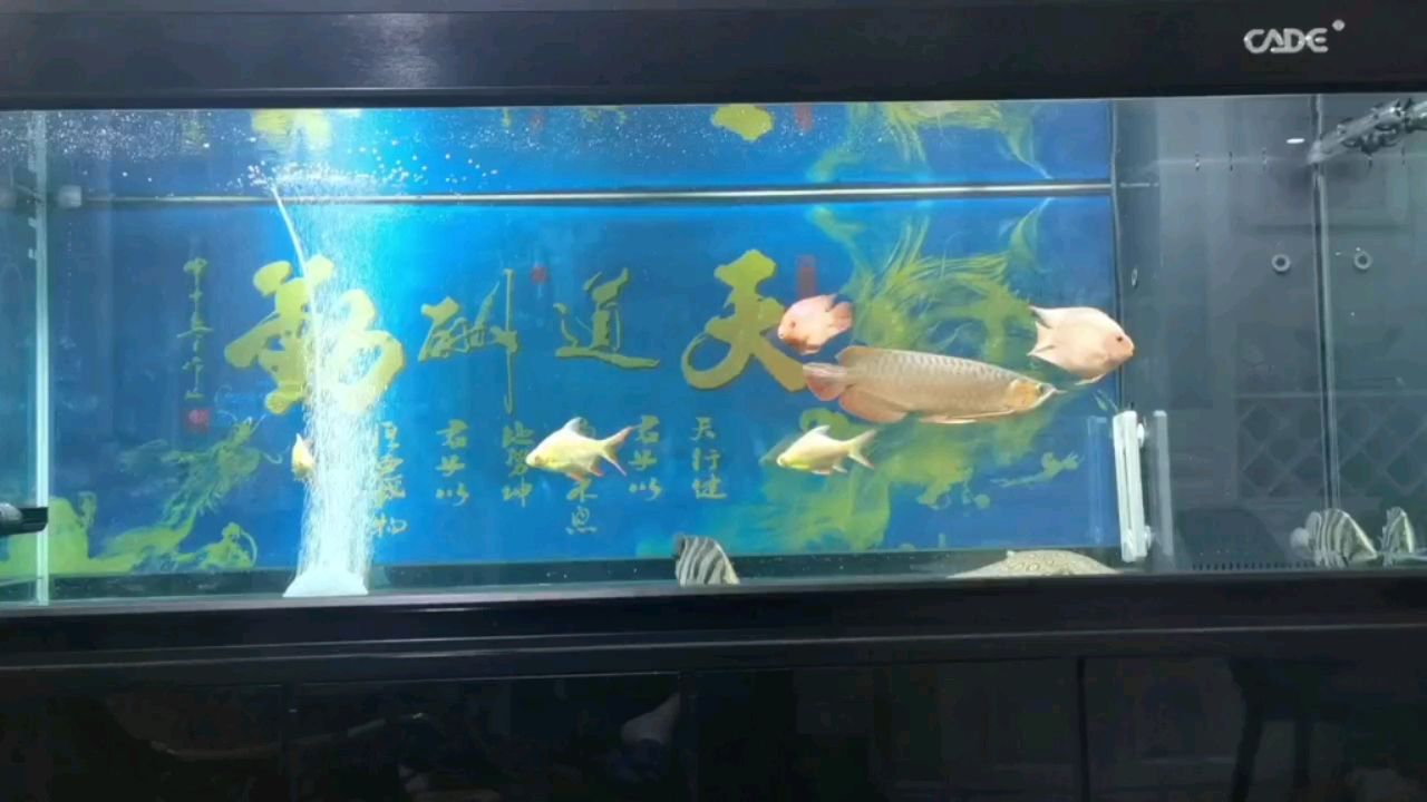 按期視頻！ 觀賞魚論壇