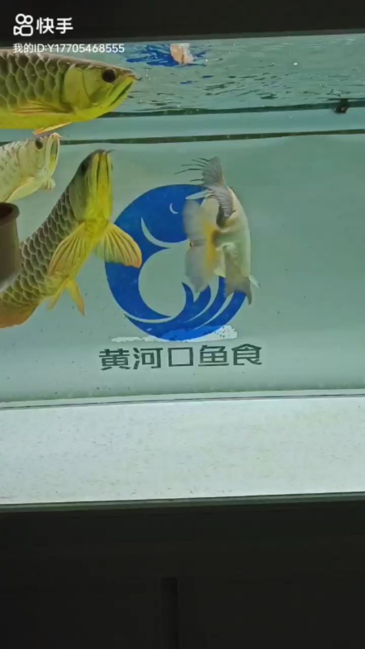 黃河口魚食店 觀賞魚論壇