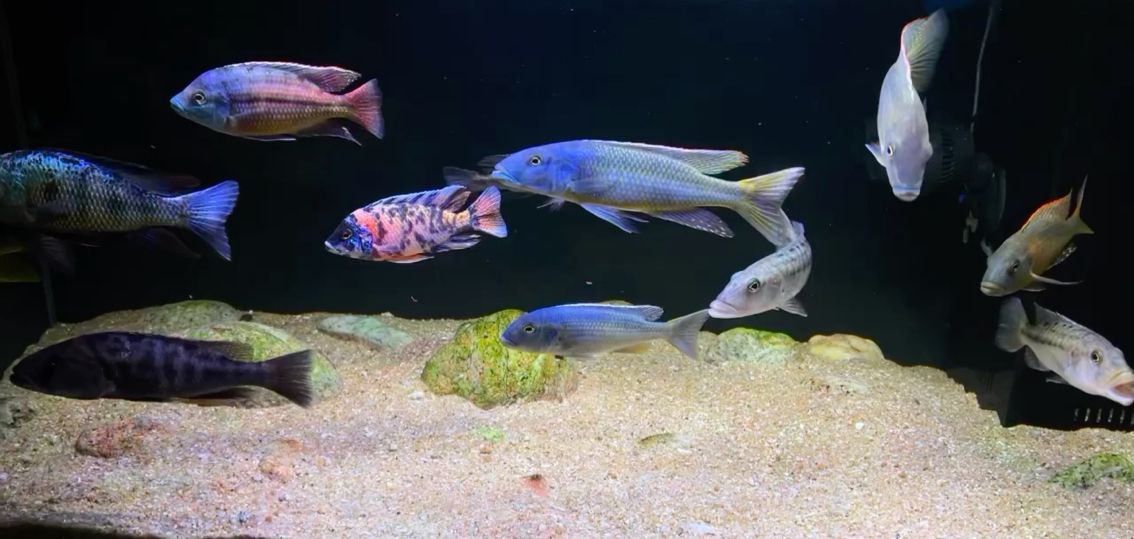 繼續(xù)加魚 觀賞魚論壇