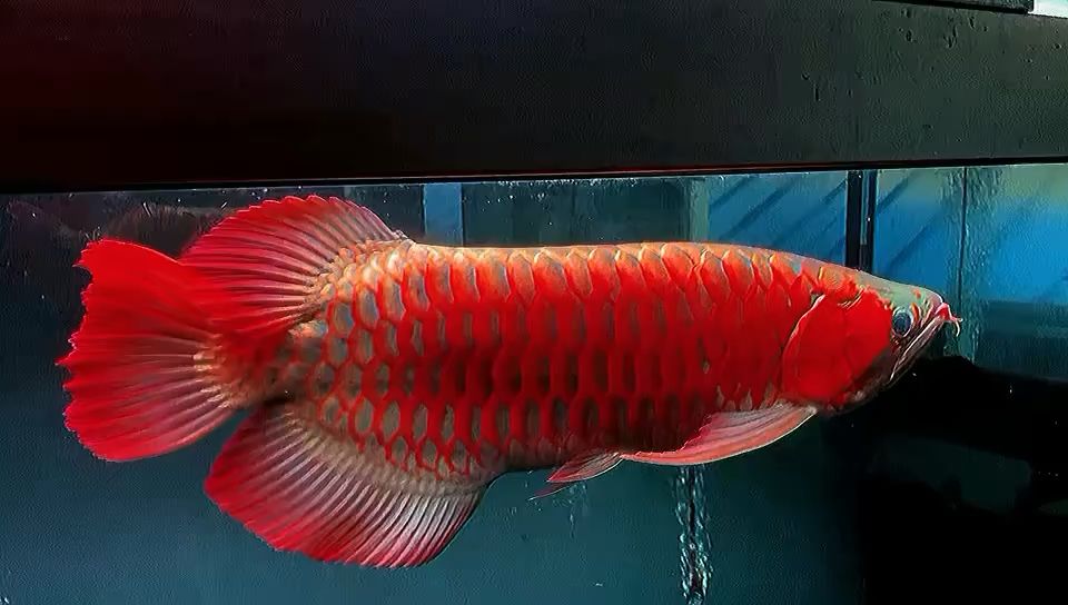 65Cm  賽級無敵大葵花扇子鳳凰尾 觀賞魚論壇