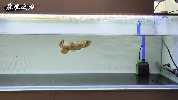 古典過背金龍魚 | 餵食篇 觀賞魚論壇