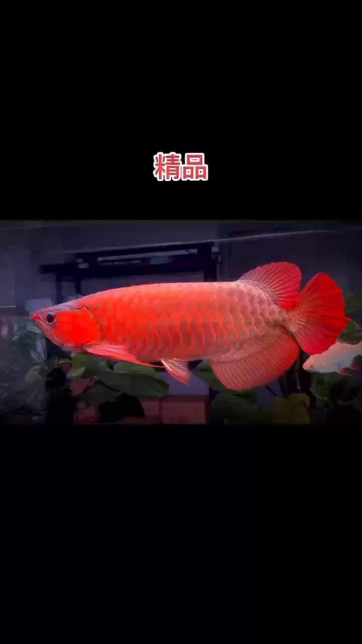 極品賽級紅龍 觀賞魚論壇