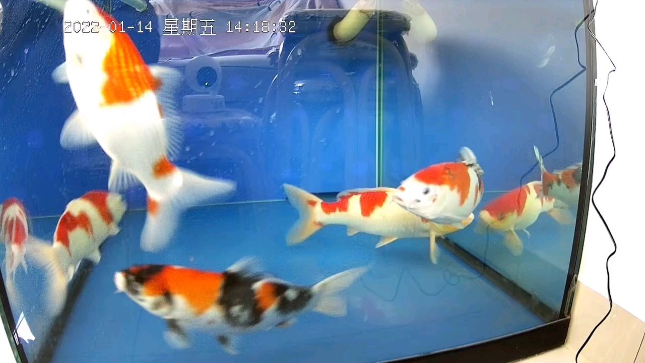 金魚魚缸水多久換水（小金魚魚缸里的水多久換一次） 胭脂孔雀龍魚