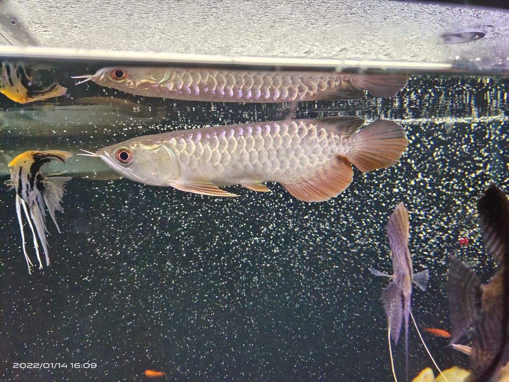 魚(yú)缸上下水尺寸圖片大全（魚(yú)缸上下水在一邊好還是分開(kāi)好） 斑馬狗頭魚(yú) 第5張