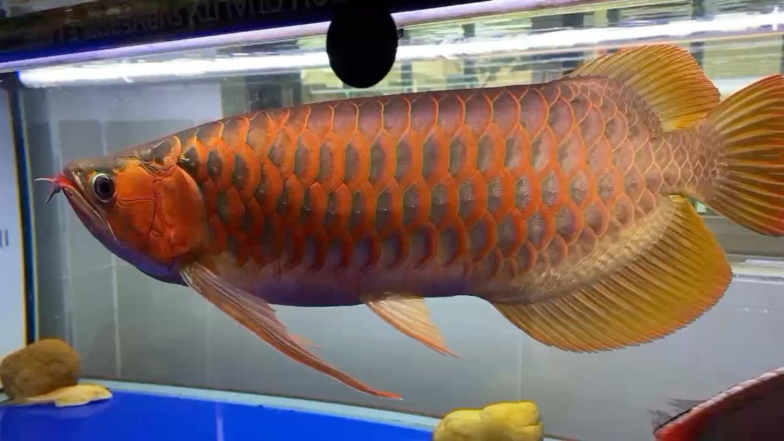 紅龍魚，變色龍 觀賞魚論壇