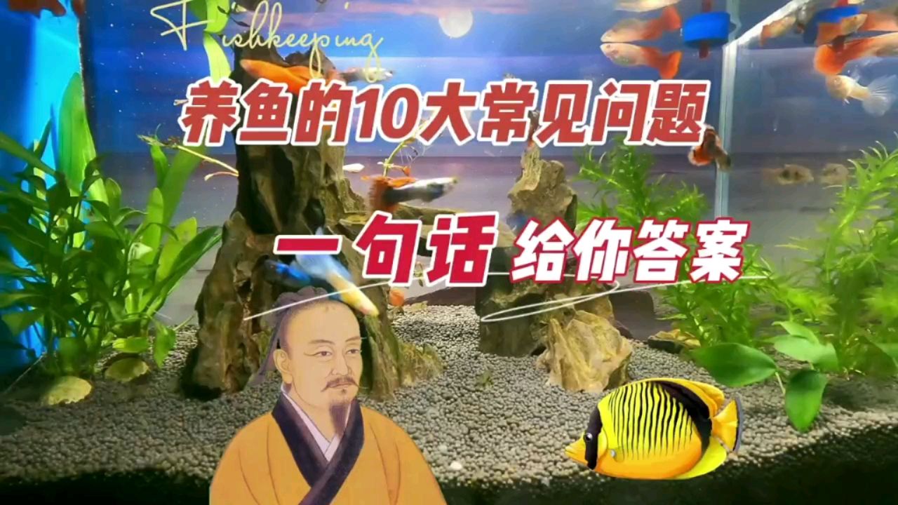 養(yǎng)魚遇到的10大常見問題，一句話答案 觀賞魚論壇