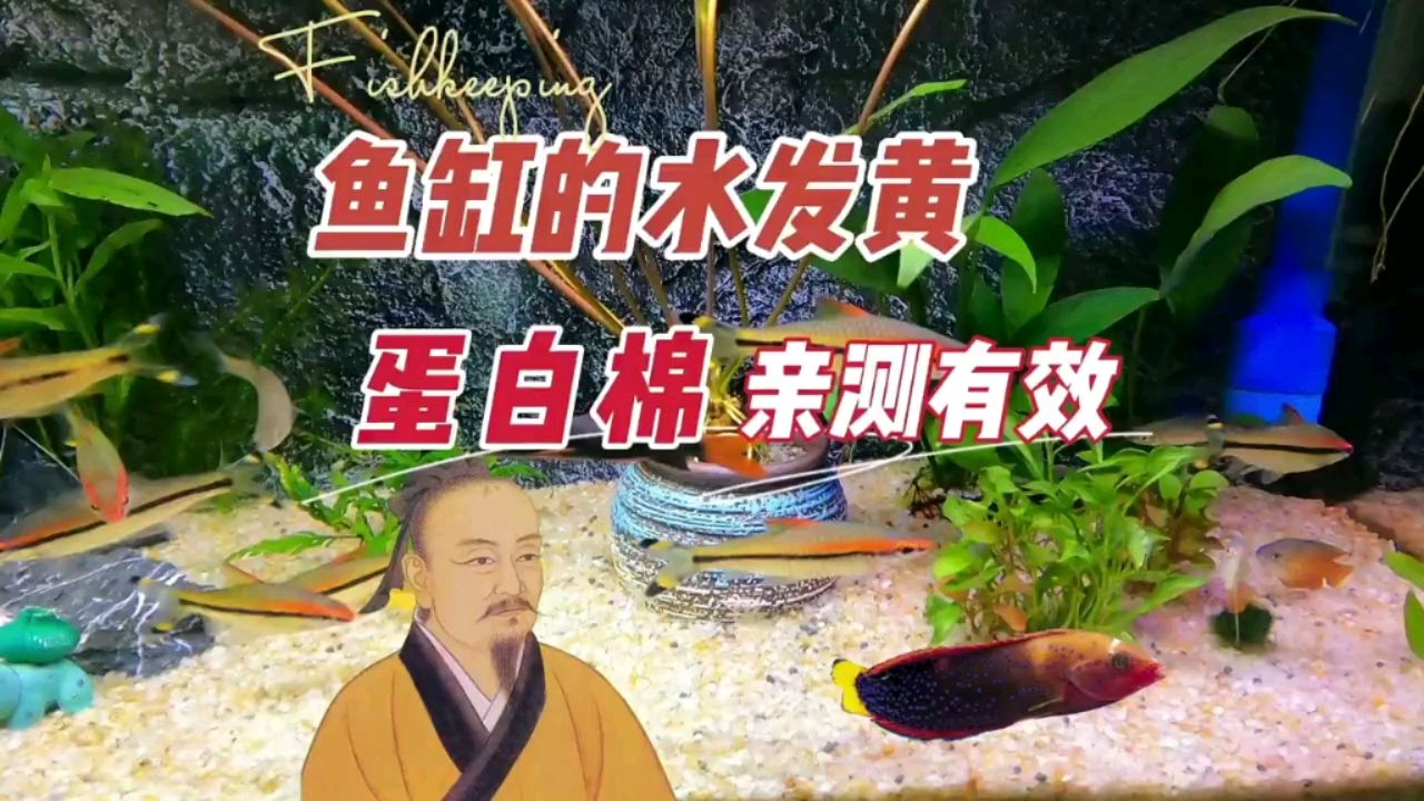 魚缸的水發(fā)黃，不清澈，蛋白棉親測(cè)有效 觀賞魚論壇