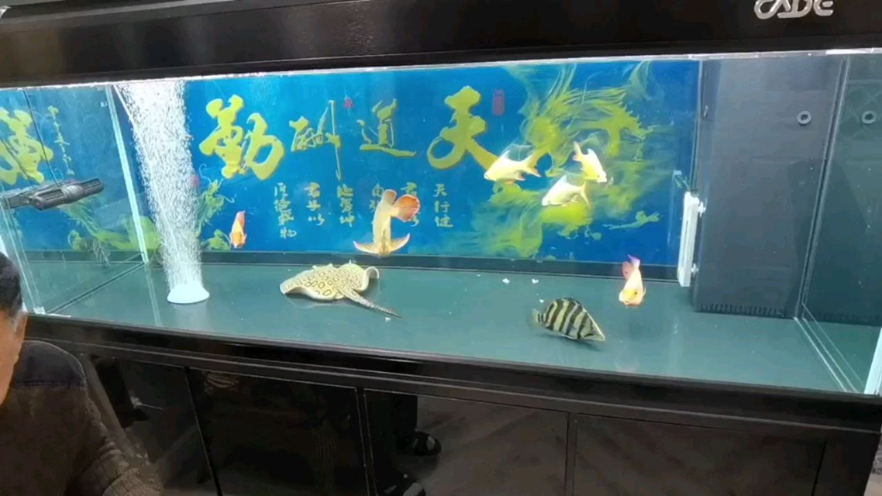 安期上傳 觀賞魚論壇