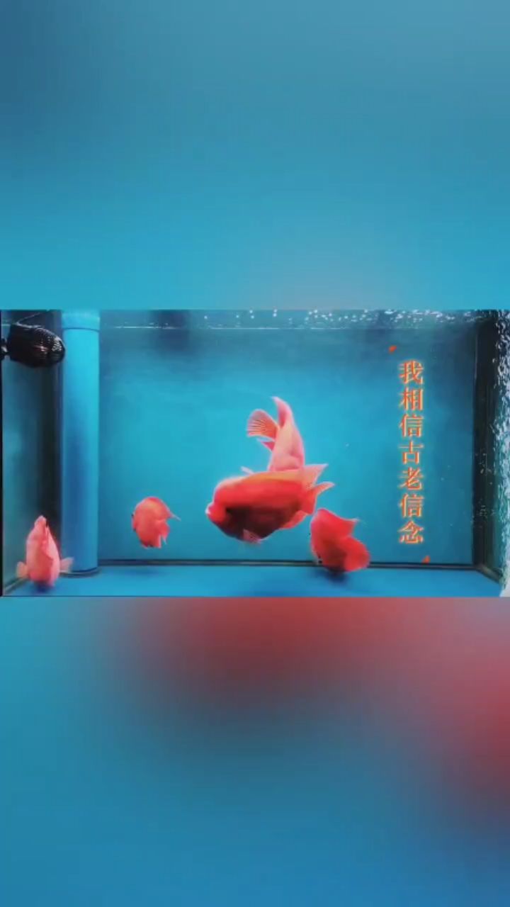 龍魚之家魚缸（龍魚閣魚缸） 其他品牌魚缸