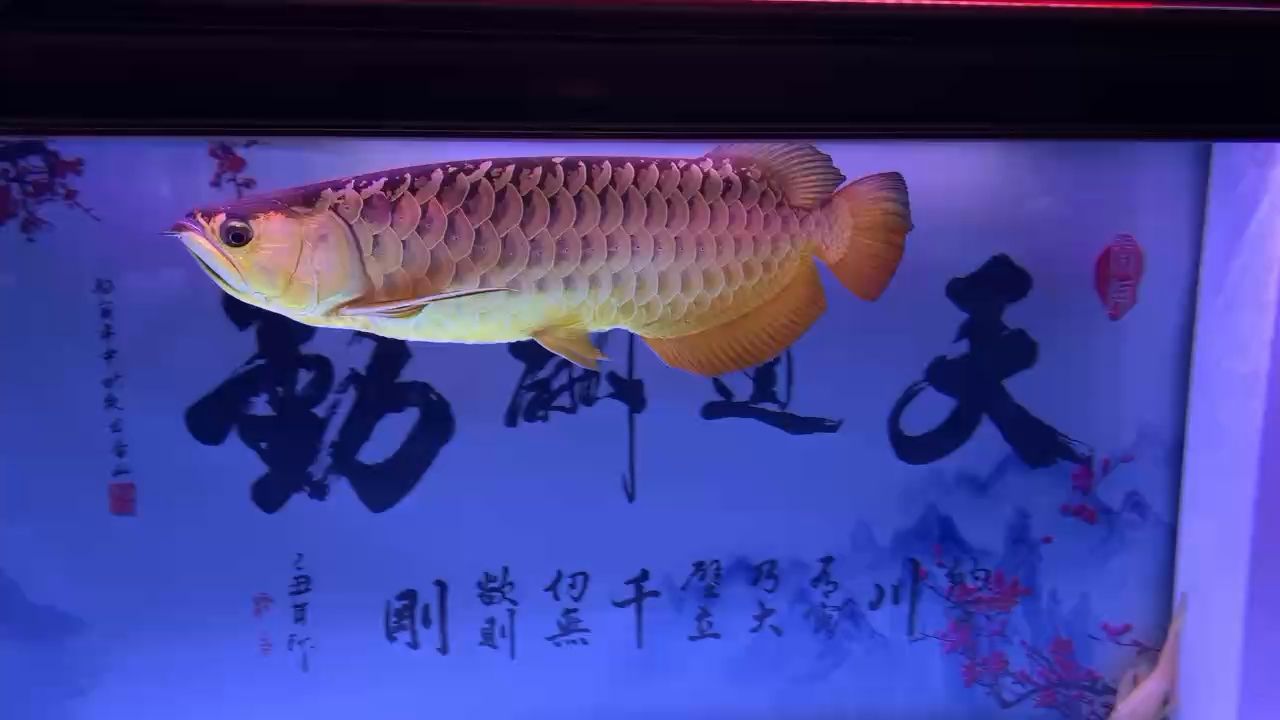 金龍魚是淡水魚嗎還是海魚（金龍魚是淡水魚嗎?） 魚糧魚藥