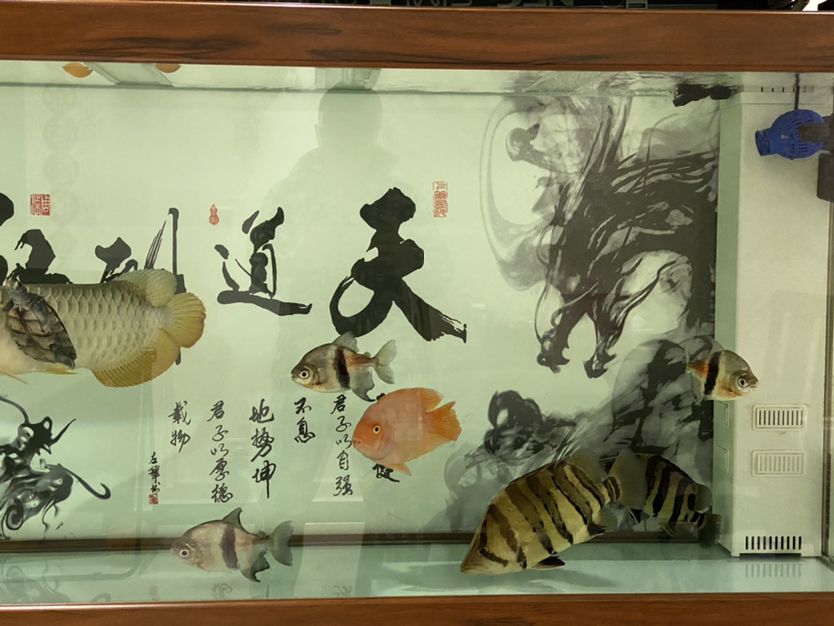 為什么我的虎魚顏色不穩(wěn)定？！ 觀賞魚論壇 第3張