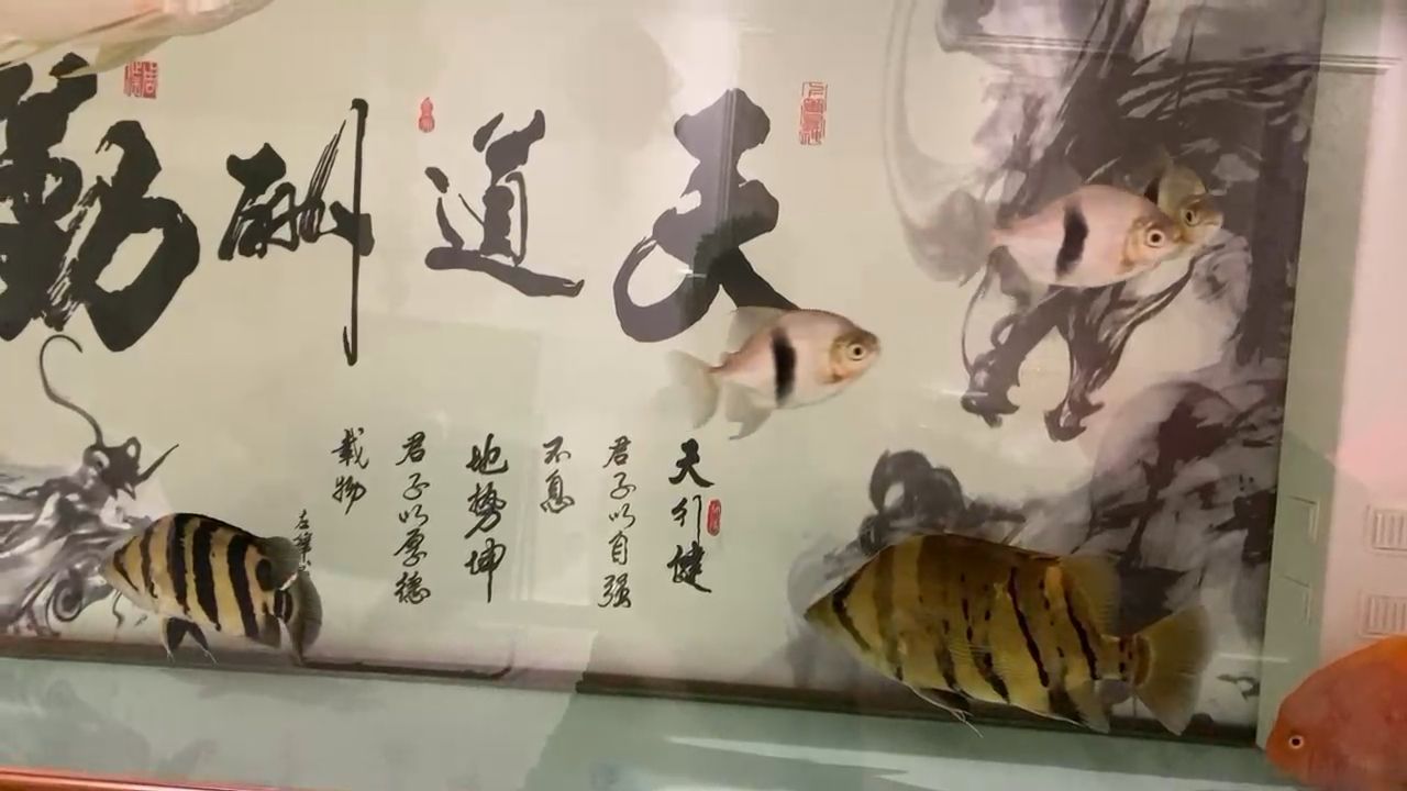 一個(gè)明的不行，一個(gè)慫的一筆 觀賞魚論壇