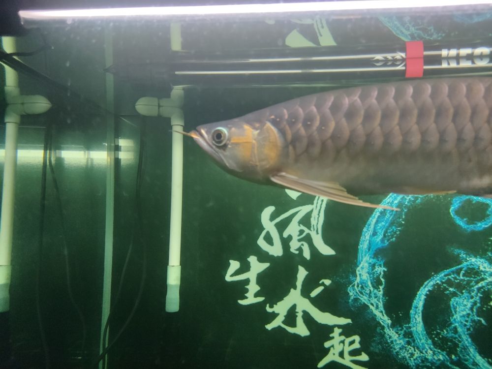 六角恐龍魚怎樣飼養(yǎng)好養(yǎng)活：六角恐龍魚怎么養(yǎng),狀態(tài)才好 水族世界